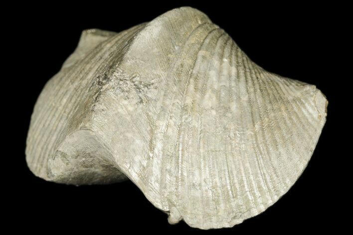 Pyrite Replaced Brachiopod (Paraspirifer) Fossil - Ohio #189177